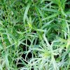Estragon (Artemisia drancunculus) 3