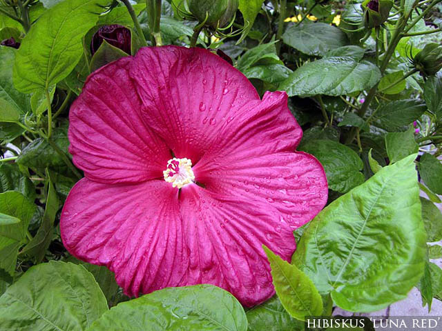 Hibiskus 'Luna Red' kopia