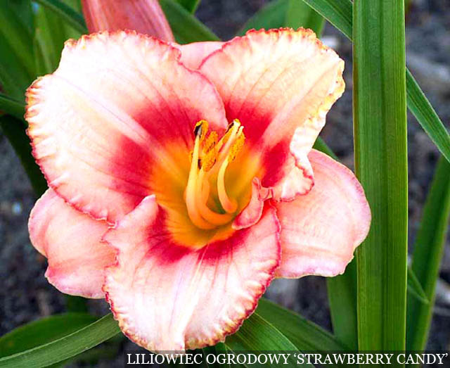 Liliowiec ogrodowy 'Strawberry Candy' II