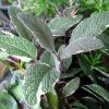 Szałwia lekarska (Salvia officinalis) 4