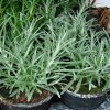 Kocanka włoska (Helichrysum italicum) 3