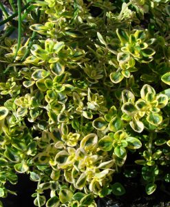 Tymianek cytrynowy (Thymus x citrodorus 'Variegata') 5