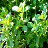 Oregano (Origanum vulgare) 2