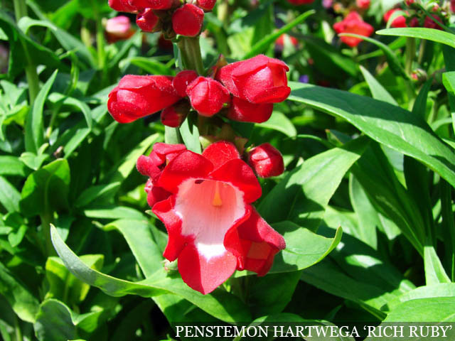 Penstemon hartwega II