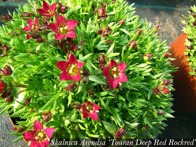 saxifraga_arendsii_touran_deep_red_rockred