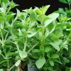 Stewia (Stevia rebaudiana) 3