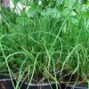 Szczypiorek (Allium schoenoprasum) 2