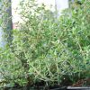 Tymianek (Thymus vulgaris) 3