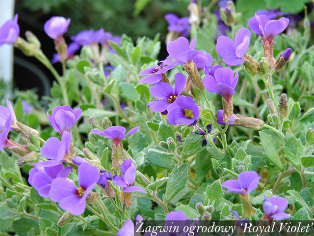 Żagwin ogrodowy royal violet